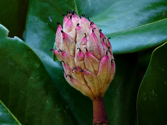 {Magnolia grandiflora}